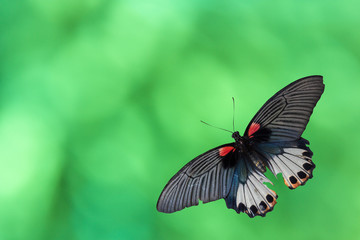 Old Papilio machaon butterfly or Swallowtail butterfly on abstract green bokeh on background