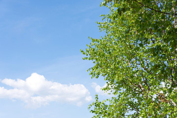白樺の木と青空