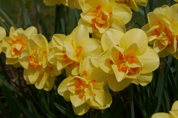 Obraz na płótnie Canvas background summer flowers daffodils yellow flower bed