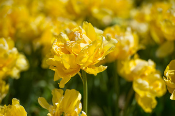 Tulips in garden in sunny day. Spring flowers. Gardening. Variety Yellow Margarita.