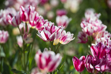 Tulips in garden in sunny day. Spring flowers. Gardening. Variety Flaming Club.