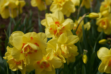 Obraz na płótnie Canvas background summer flowers daffodils yellow flower bed