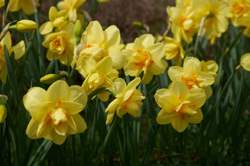 Obraz premium background summer flowers daffodils yellow flower bed
