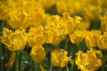 Tulips in garden in sunny day. Spring flowers. Gardening. 