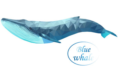 Blue whale in polygon style
