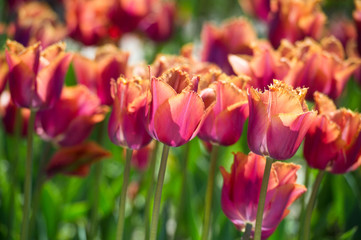 Fototapeta premium Tulips in garden in sunny day. Spring flowers. Gardening.