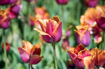 Fototapeta na wymiar Tulips in garden in sunny day. Spring flowers. Gardening.