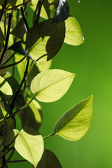 Leaves on a green background