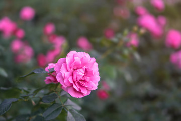 Beautiful colorful pink roses in the garden. Stock background for design