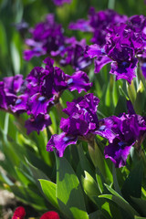 Colorful irises in the garden, perennial garden. Gardening. Bearded iris. Valery Bourgeois. 