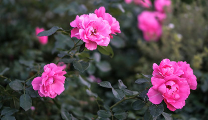 Beautiful colorful pink roses in the garden. Stock background for design