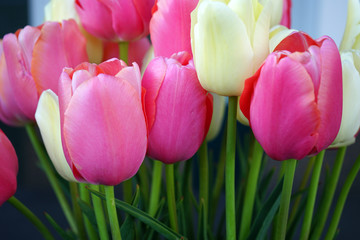Tulpen 11