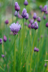Fototapeta premium purple blossom of chives