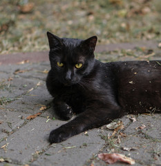 Beautiful black homeless cat lies in the park. Pet foreshadows trouble. Predatorfies in nature.