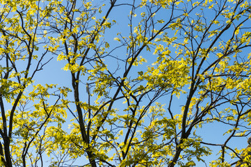 Colorful autumn yellow leaves nature background, Fall tree branches