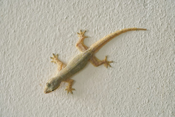 Lizard on the white bedroom wall