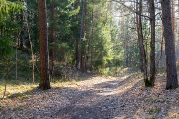Woodland. Rays of the sun. Road in the forest. Pine forest