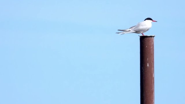 Common Tern sitting on a metal post HD