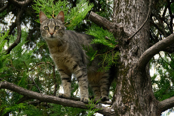 Young tabby cat on branch of a tree