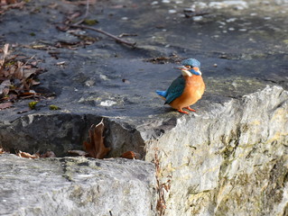 Eisvogel