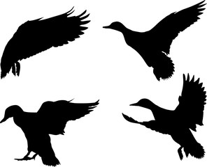 Fototapeta premium isolated on white four flying ducks silhouettes