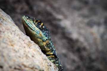 Naklejka premium Calango curioso