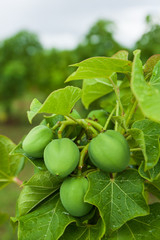 Physic nut plantation.