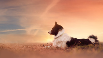 Dog in sunset - obrazy, fototapety, plakaty