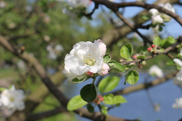Fototapeta na wymiar Apple trees bloom with white and gently pink flowers on a sunny spring day
