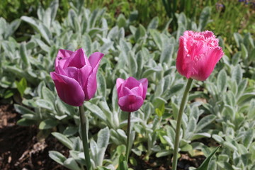 Fototapeta premium Multicolored tulips bloom in a flower bed on a sunny spring day