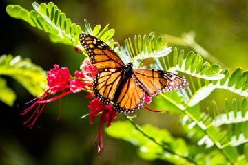 Obraz premium Monarch butterfly (Danaus plexippus) in the Waimea Valley on Oahu, Hawaii, USA.