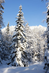 Freshness of the winter forest