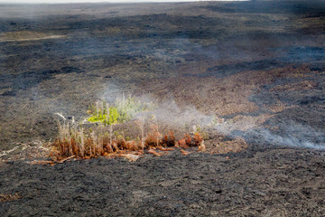 Aerial shot of remaining stands of forest between fresh lava flows and emissions of volcanic fumes on the slopes of the active volcano Kilauea on Big Island, Hawaii, USA.