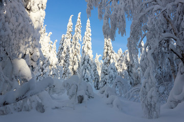 Freshness of the winter forest