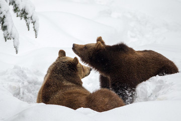 Two Brown Bears (Ursus arctos) in the animal enclosure in Neuschönau in the Bavarian Forest National Park in Bavaria, Germany.