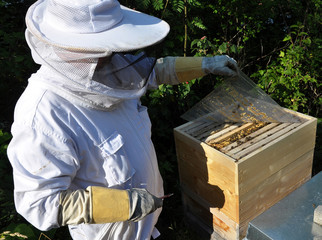 Königinnen Zuchtrahmen mit Imker