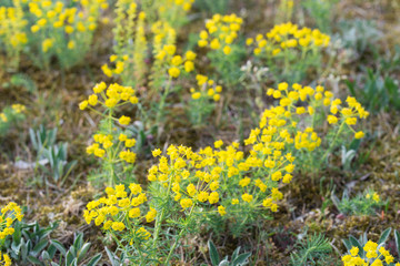 Obraz premium Euphorbia cyparissias, cypress spurge flowers