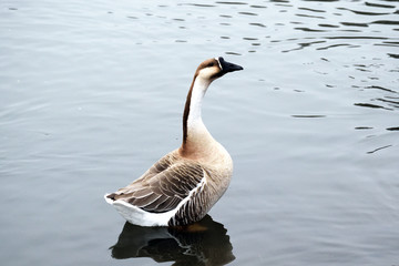 Stretching Chinese goose - Anser cygnoides. It is called “Shina gachou” in Japan.