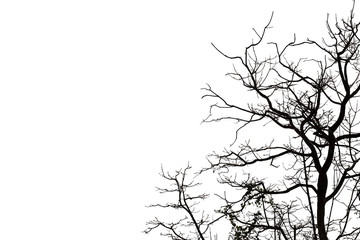 Fototapeta premium Dead branches , Silhouette dead tree or dry tree on white background with clipping path.