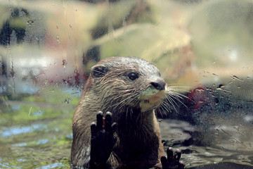 otter behind glass at zoo