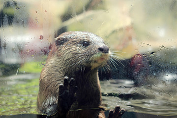 close up of otter behind glass at zoo