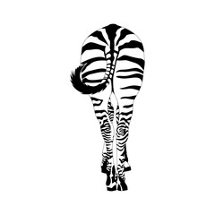 Zebra von hinten © Isabel Schwarz