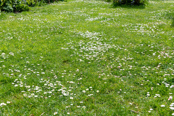 Daisies in the lawn of a garden © Pixavril