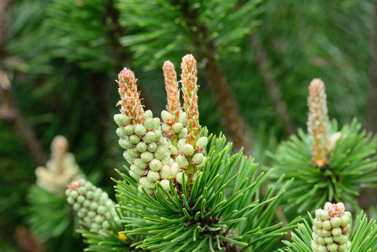 pinus mugo, pine male flowers