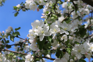  Apple trees bloom with white and gently pink flowers on a sunny spring day