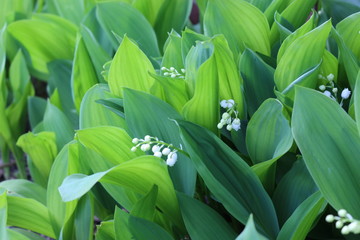 Scented lilies of the valley bloomed in the forest in spring