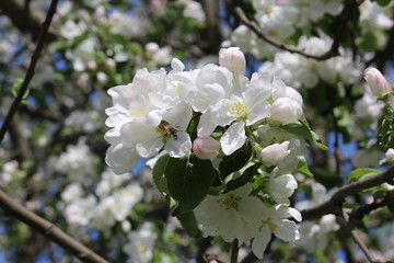  Apple trees bloom with white and gently pink flowers on a sunny spring day