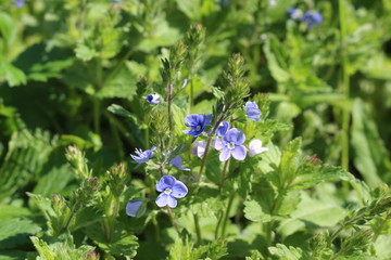 Purple flowers bloom in spring in gardens and forests