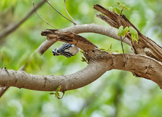 Black and white warbler