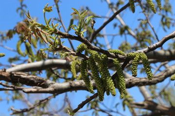  Flowers appeared on a nut tree in spring